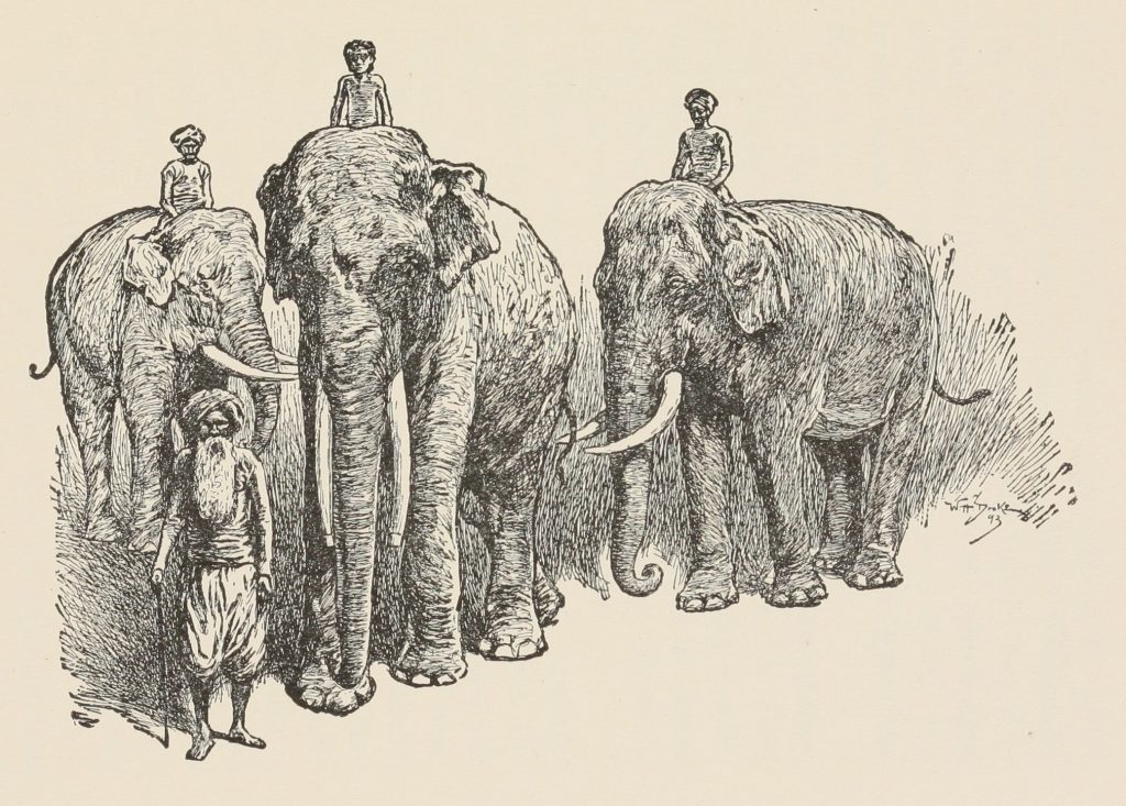 the elephant's child by rudyard kipling